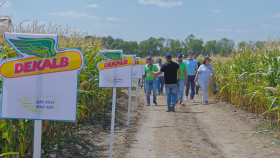 Как новые гибриды кукурузы проходят испытания в условиях сезона-2019